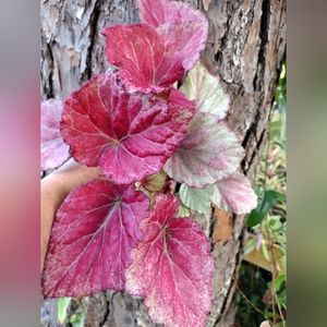 1 LIVE PLANT BEGONIA HARMONYS PINK SATIN 4" Growing Pot Ships NO POT GORGEOUS!!